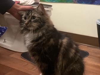 Zuko The 3 Legged Cat