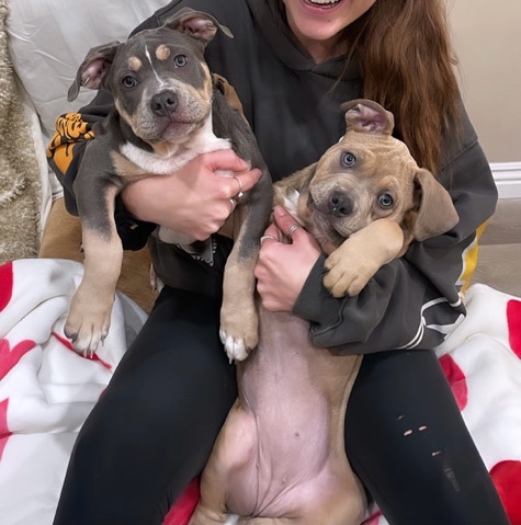 American Pit Bull Terrier – pitbull puppies!