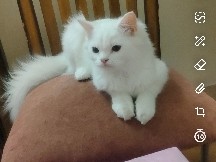 Persian (Traditional) – cat male – Ghaziabad