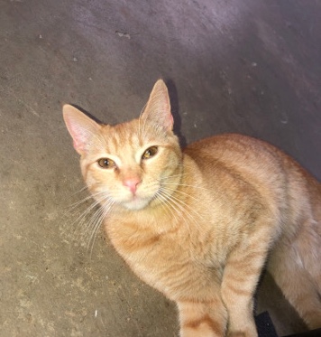 American Shorthair – Looking for a loving home!