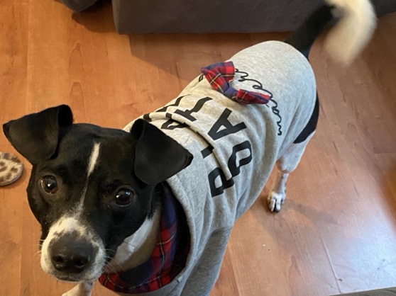 Chihuahua – Rehome for Koby