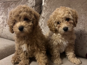 Cavapoo – Cavapoo chon pups – Witham