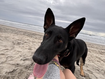 German Shepherd – finding a home for Junie – Hesperia