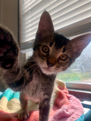 Rehoming Kittens