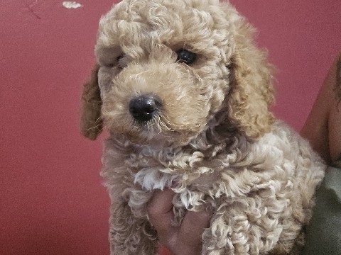 Maltipoo – Maltipoos – Pleasant Hill