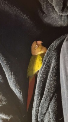 Green Cheek Conure and Belongings for Sale