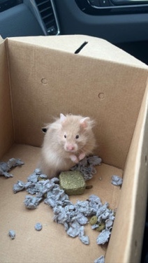 Any – Nugget - Syrian Hamster