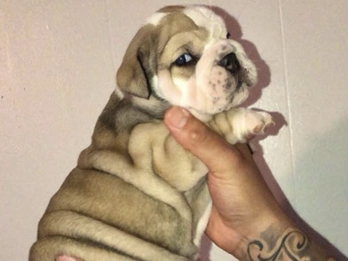Olde English Bulldogge – Coco 🐾 12 Weeks Old English Bulldog – Cute, Chunky & Loving ❤️ – Milwaukee