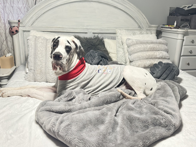 Great Dane – Great Dane harlequin euro male dog – Elkins Park
