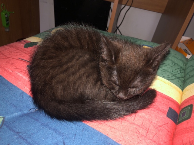 Persian (Modern) – kleine Prinzessin sucht neues heim