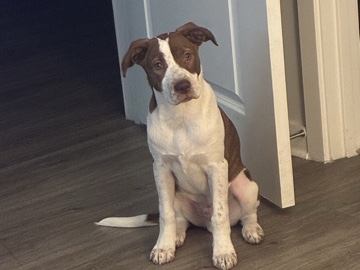 Australian Cattle Dog – Reese – Louisville