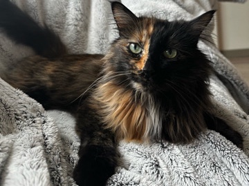 Chloe – Spokane Valley