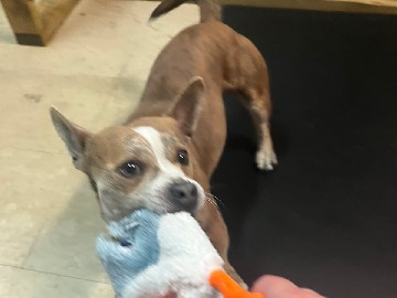Cardigan Welsh Corgi – Needs a new home. – Oswego