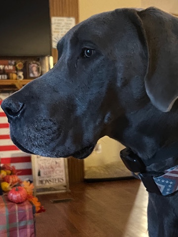 Great Dane – European Great Dane
