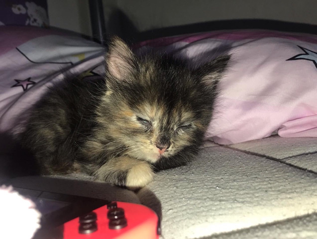 Tortoiseshell Kittens