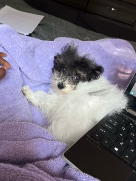 Poodle – Toy Bernadoodle