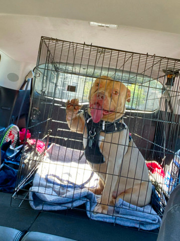 American Pit Bull Terrier – Rehome American Pitbull Terrier