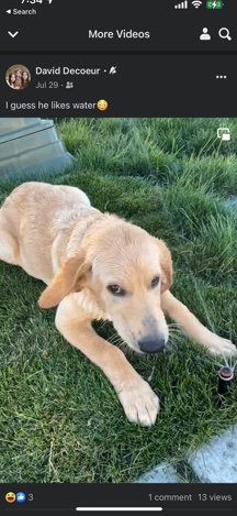 Re-Homing German Shepard/Lab Mix