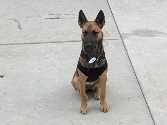 Belgian Shepherd Dog (Malinois) – This loving dog need a loving home – Baldwin Park