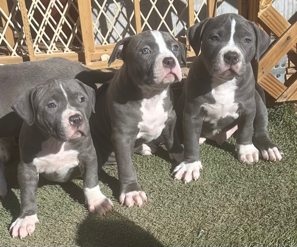 blue nose p