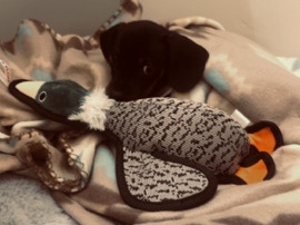 Dachshund – Mini Dachsund Puppy – Murray