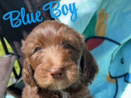 Goldendoodle – Golden Doodle Pups – Brandon