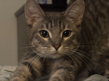 American Shorthair – Rush – Jacksonville