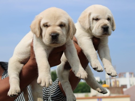 Labrador Retrievers