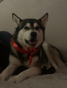 Siberian Husky – husky