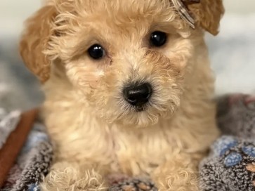 Poodle – Bella Union Nj – Hillside