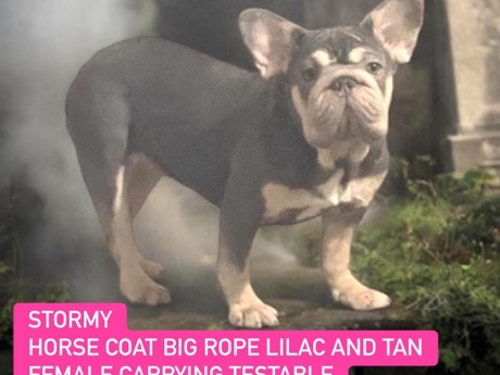 French Bulldog – Female Big Rope