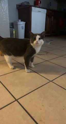 Female cat