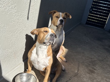 American Pit Bull Terrier – Savage/Nova – Cypress