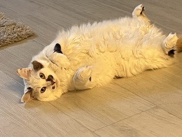 Ragdoll – Renzo and Mila Out for Adoption – Fort Lauderdale