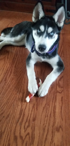 Siberian Husky – Katara the Siberian Husky (female)