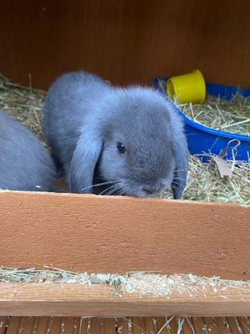 mini lop rabbits 