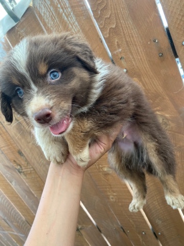Australian Shepherd – Australian shepherds