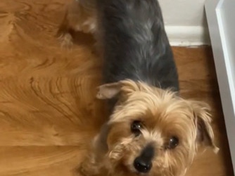 Yorkshire Terrier – Yorkie – Hammond