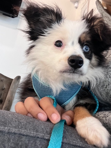 Australian Shepherd – Rehome Puppy