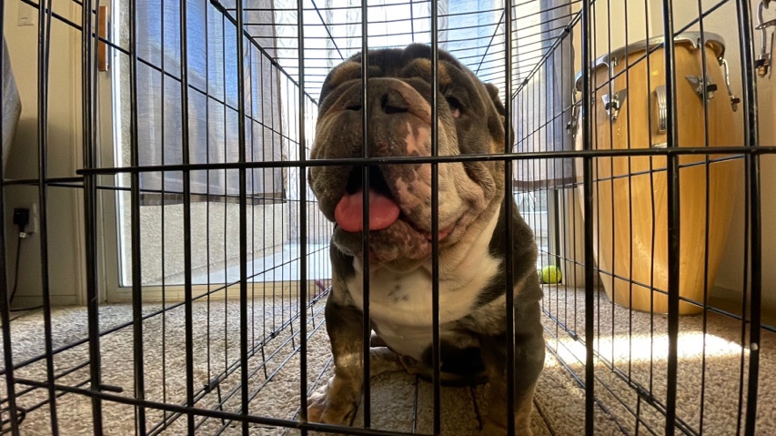 Olde English Bulldogge – Old English Bulldog