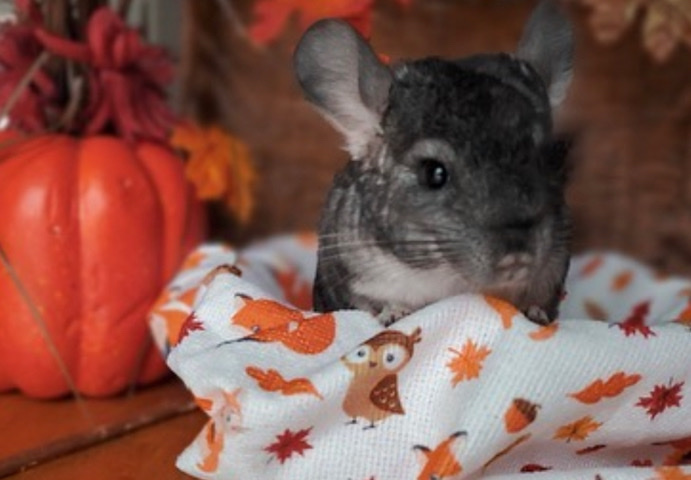 Chinchillas needing homes