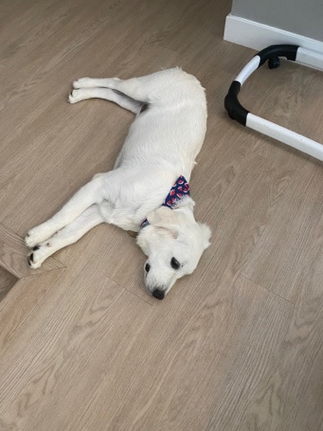 Golden Retriever – 1 year old Golden Retriever puppy