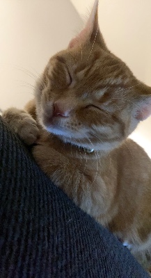 Female Orange Tabby – Knoxville