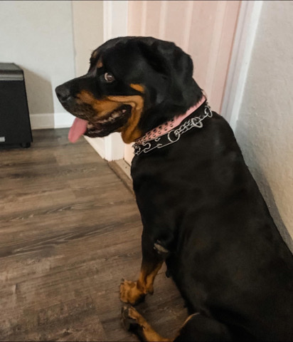 Rottweiler – German Rottweiler