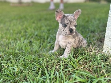 French Bulldog – Puppys on Sale (Frenchies) – Port St. Lucie