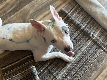 American Pit Bull Terrier – puppy – San Pierre