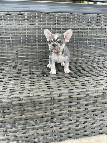 French Bulldog – Future French bulldog puppies ready