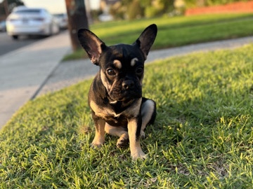 French Bulldog โ "Adorable French Bulldog for Sale