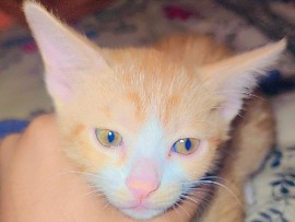 cat for sale