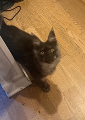 Maine Coon – full blooded Maine ****
